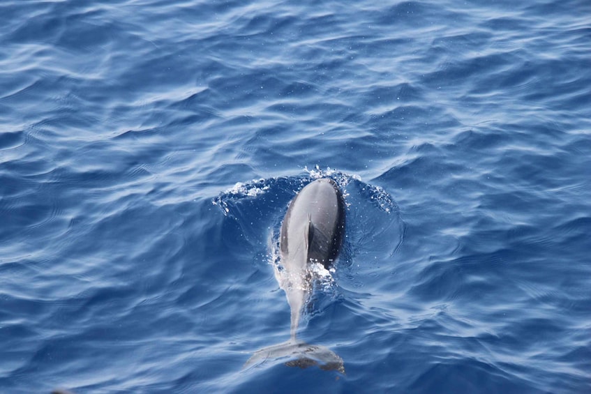 Picture 10 for Activity Savona: Pelagos Sanctuary Wildlife Cruise with Guide