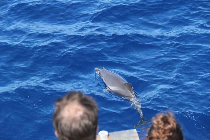 Savona: Pelagos Sanctuary Wildlife Cruise with Guide