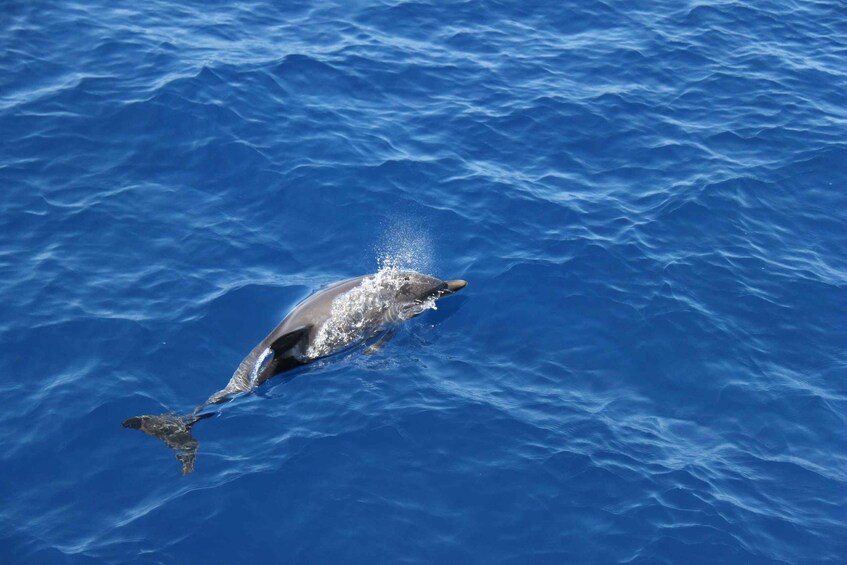 Picture 8 for Activity Savona: Pelagos Sanctuary Wildlife Cruise with Guide