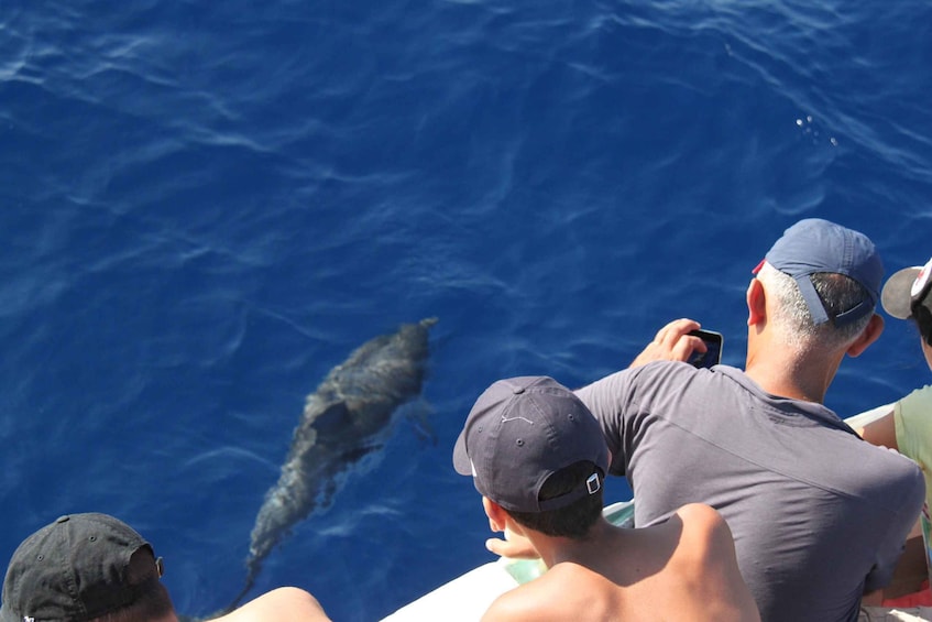 Picture 5 for Activity Savona: Pelagos Sanctuary Wildlife Cruise with Guide