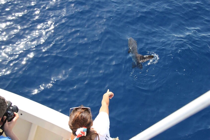 Picture 7 for Activity Savona: Pelagos Sanctuary Wildlife Cruise with Guide