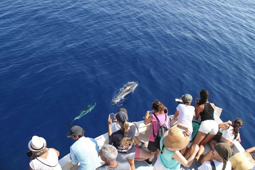 Picture 12 for Activity Savona: Pelagos Sanctuary Wildlife Cruise with Guide