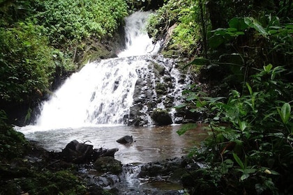 Hiking Experience in El Quetzal Private Reserve