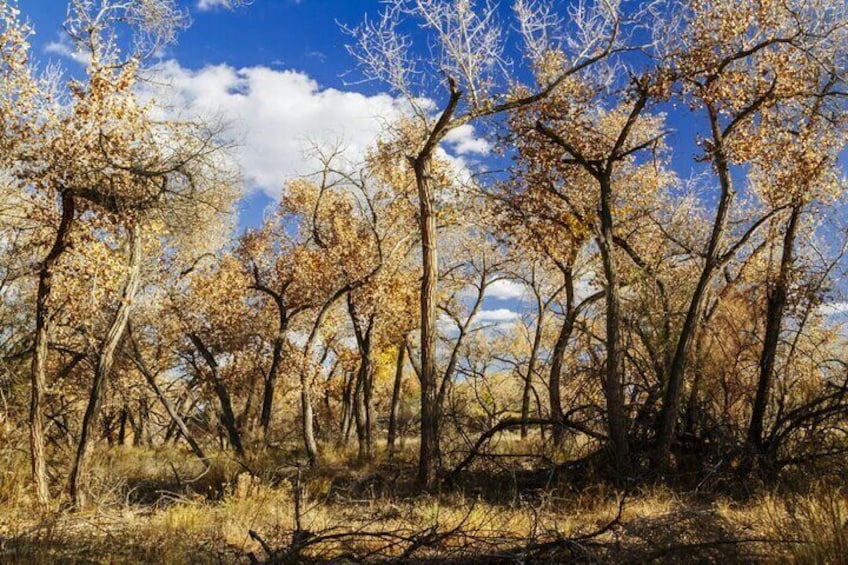 Santa Fe E-Bike Adventure Half-Day Tour