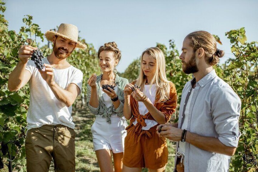 Grape Escapes Wine Full-Day Tour in Ithaca