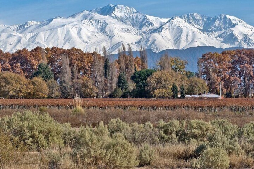 Full Day Private Guided Tour of Vinicolas de Mendoza