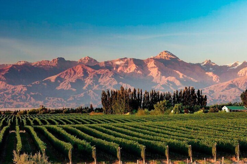 Full Day Private Guided Tour of Vinicolas de Mendoza