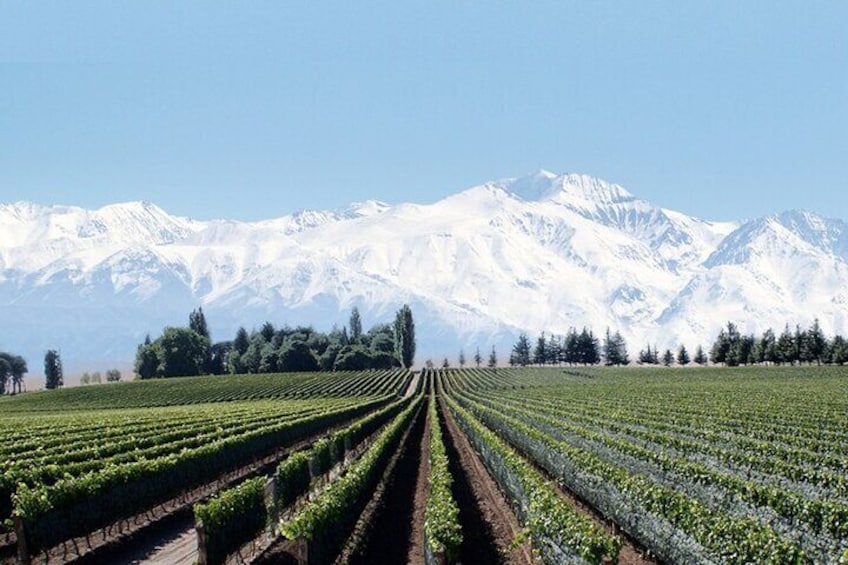 Full Day Private Guided Tour of Vinicolas de Mendoza