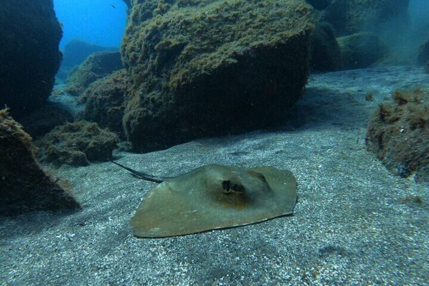 Snorkeling excursion in the Rayas and Turtles Zone