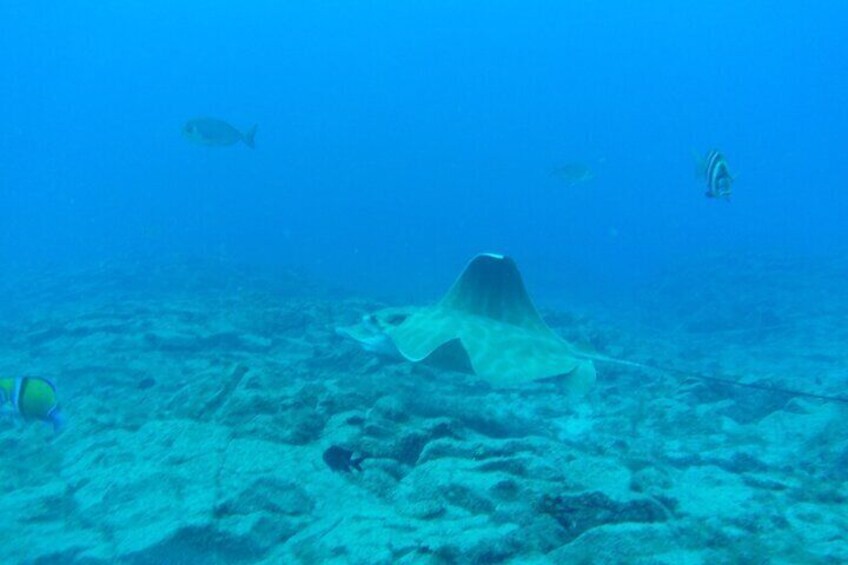 Snorkeling excursion in the Rayas and Turtles Zone