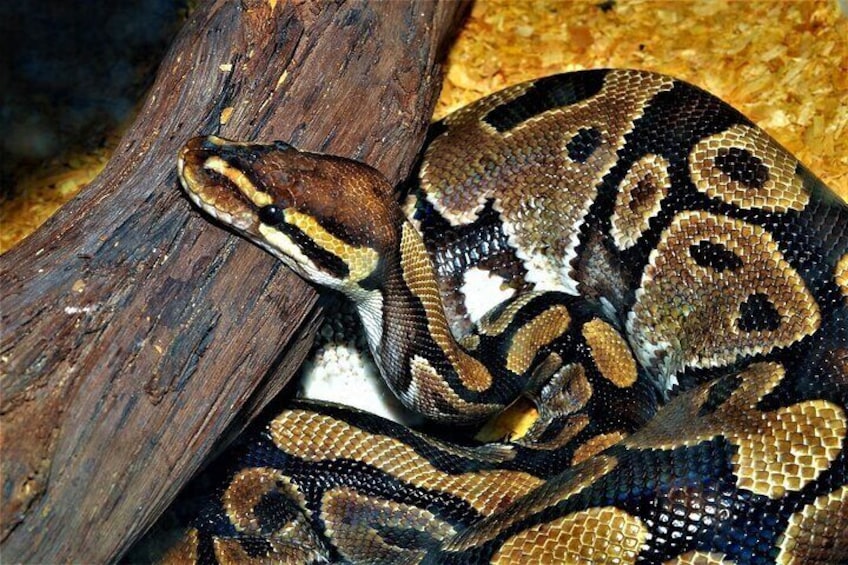 Ball python shows off its beauty