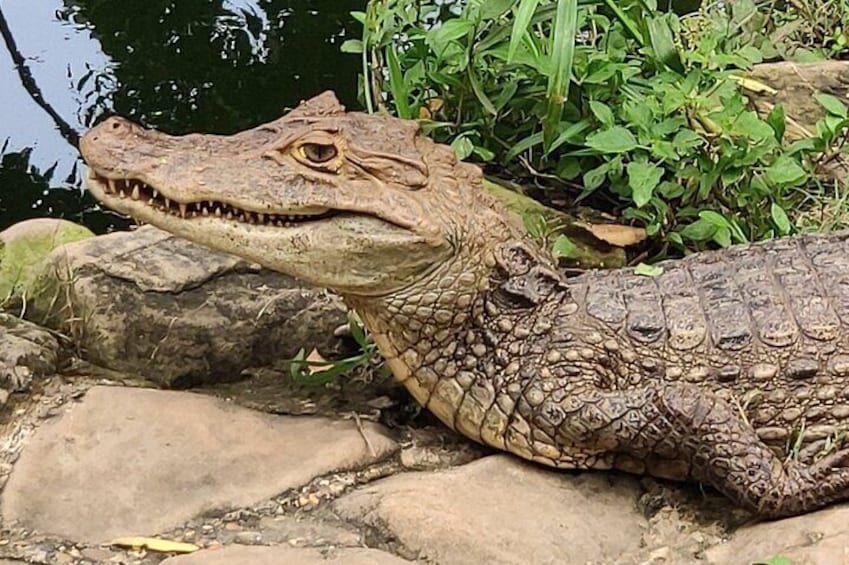 An alligator relaxing in the sun
