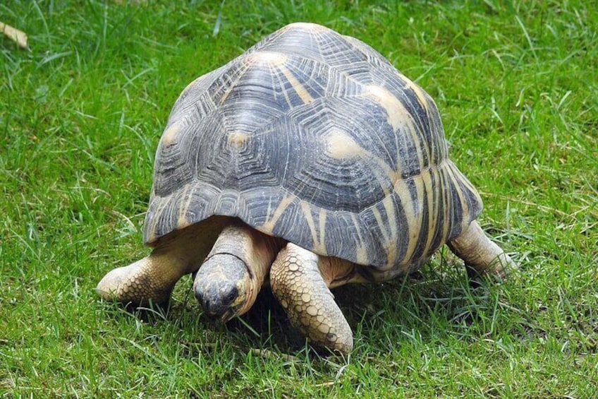 Turtles roam free