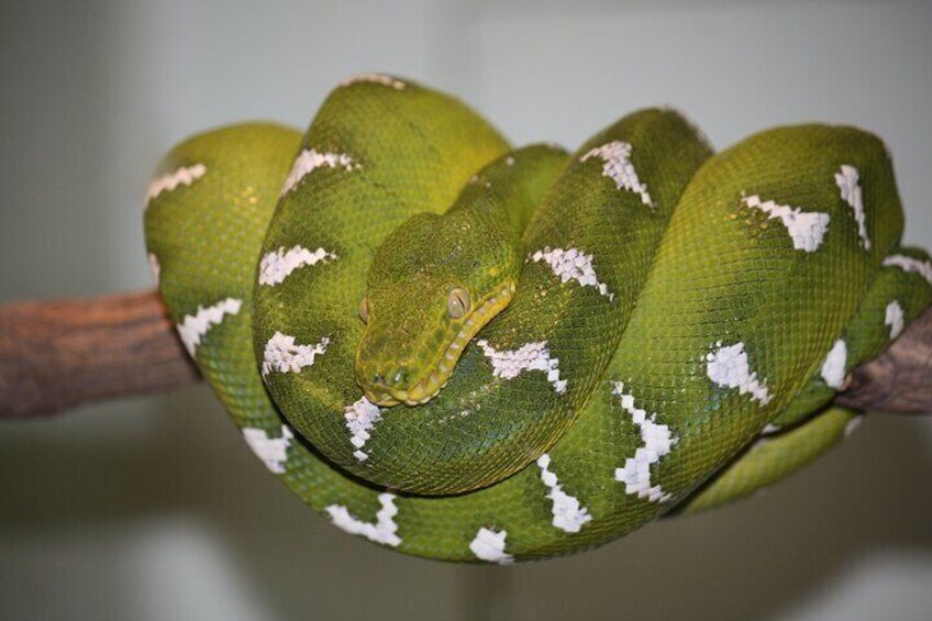 A beautiful emerald tree boa in a large natural habitat