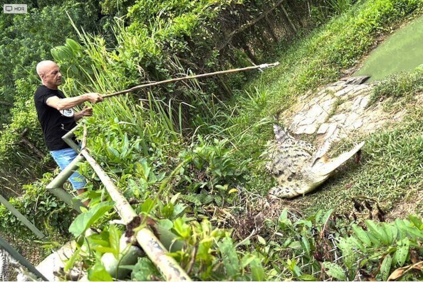 Feed a giant crocodile under the supervision of the zookeeper
