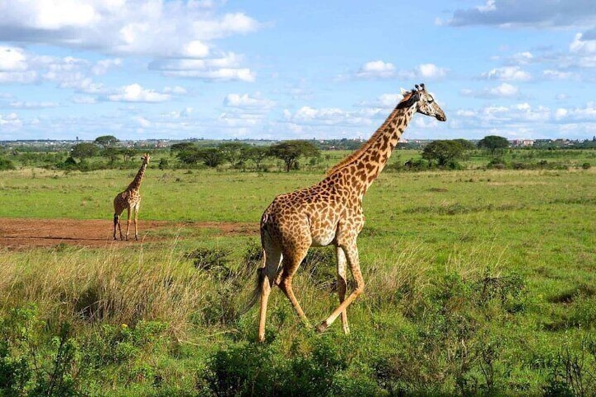 Wildlife Safari Adventure: Half-Day Tour of Nairobi National Park