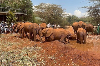 Nairobi National Park, Baby Elephant Orphanage and Giraffe Centre