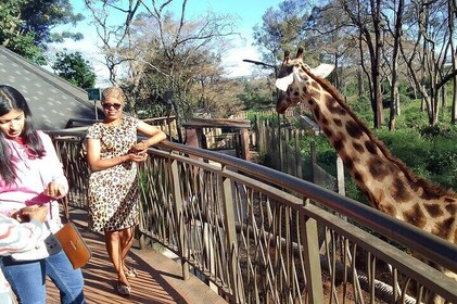 Nairobi National Park, Baby Elephant Orphanage and Giraffe Center