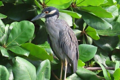 Observación de aves e historia en el Distrito Colonial