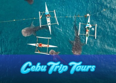 Philippines: Private Oslob Whale Shark & Aguinid Waterfalls