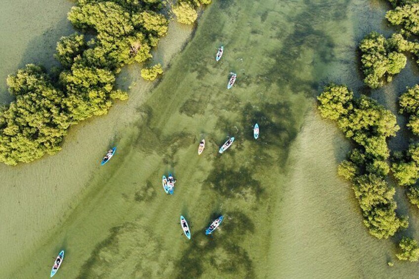 Eco Kayaking Adventure – Mangrove Exploration at Purple Island