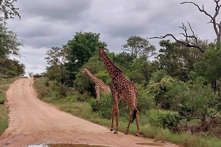 Moholoholo Wildlife Encounter & Sunset Safari