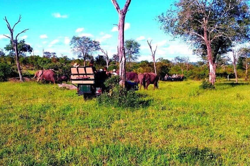 Moholoholo Wildlife Encounter & Sunset Safari