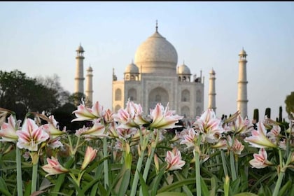 Agra: Viaje de ida y vuelta, excursión privada de un día con entrada al Taj...