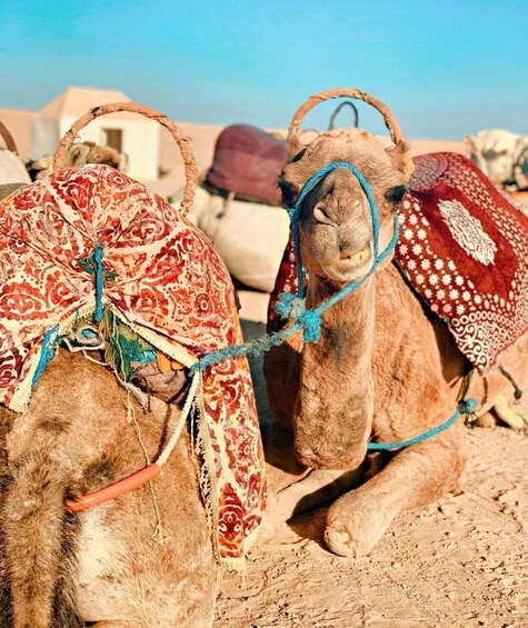 Picture 9 for Activity From Marrakech: Agafay Desert Dinner and Optional Camel Ride