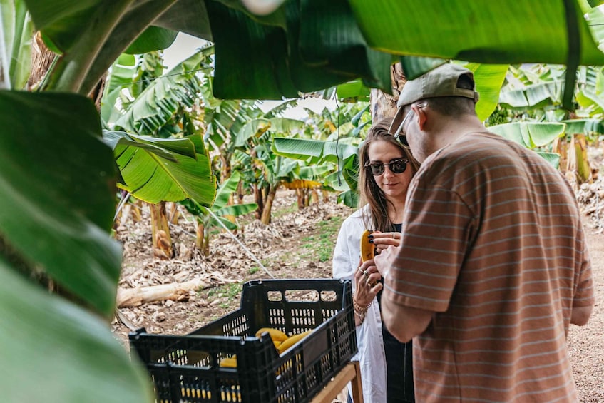 Picture 13 for Activity La Orotava: Eco-Banana Plantation Tour with Banana Liquor