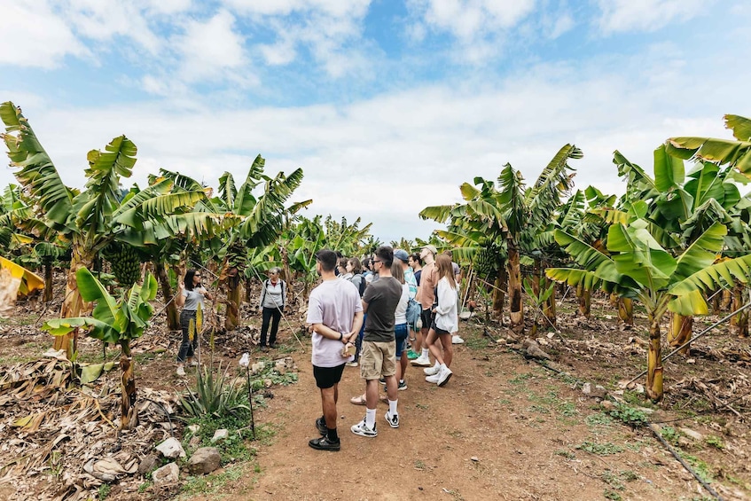 La Orotava: Eco-Banana Plantation Tour with Banana Liquor