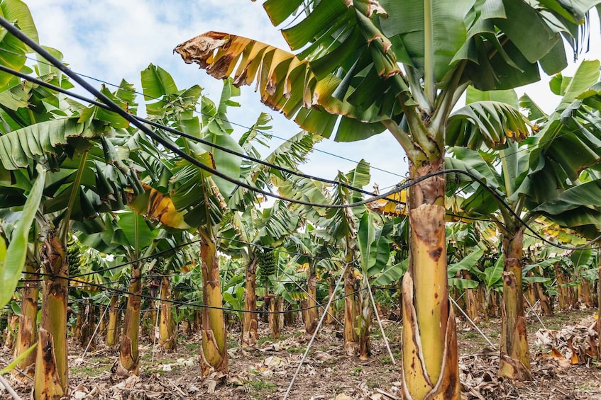 Picture 2 for Activity La Orotava: Eco-Banana Plantation Tour with Banana Liquor