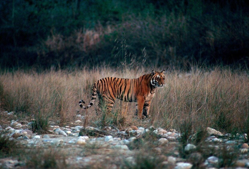 Picture 1 for Activity From Delhi: 3-Day Jim Corbett National Park Private Safari