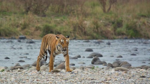 Fra Delhi: 3-dages privat safari i Jim Corbett National Park