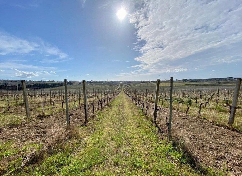 Picture 2 for Activity Frascati: Tour in E-Bike with Wine Tasting