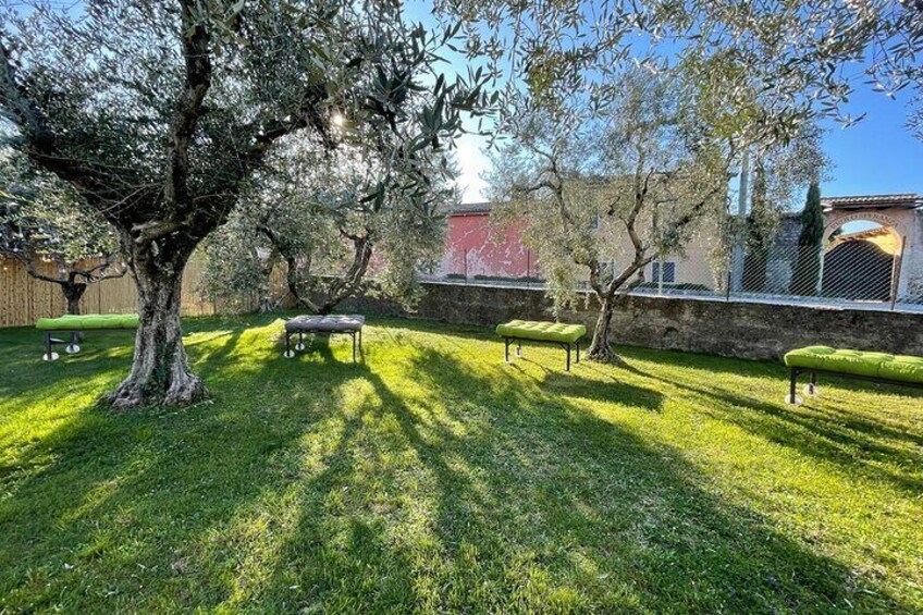 Lake Garda Olive Oil Tour and Tasting Experience