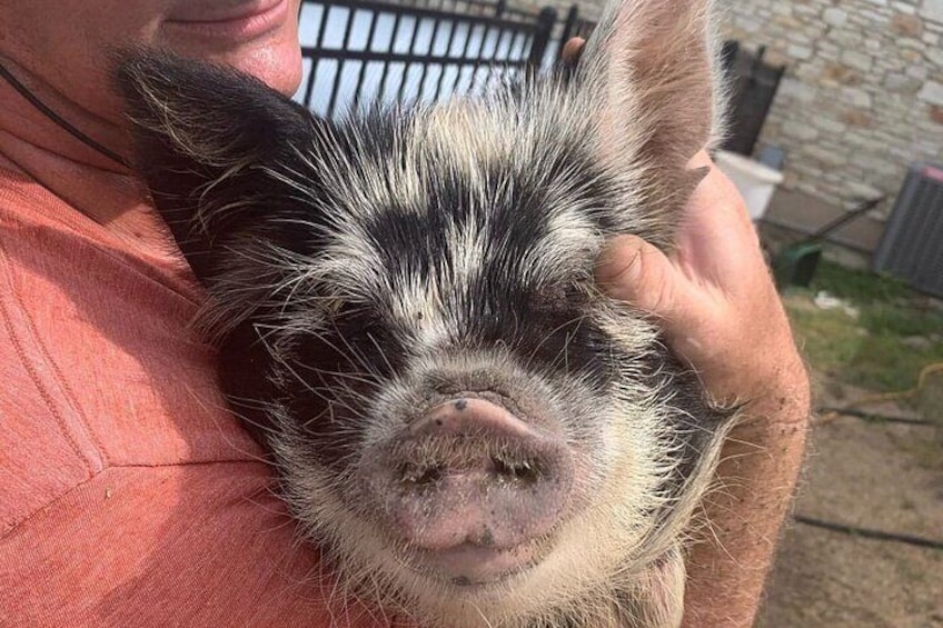 KuneKune Pig Farm Tour