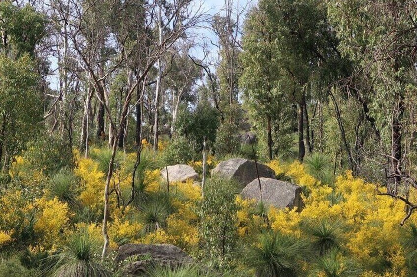 Bibbulmun Track Multi-Day Hike and Camp to the Darling Range