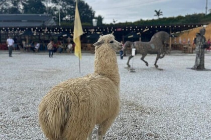 Piedra del peñol + El Alto del Chocho Farm + Boat tour