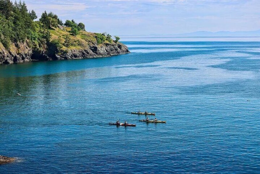 Full Day San Juan Island Kayaking Adventure