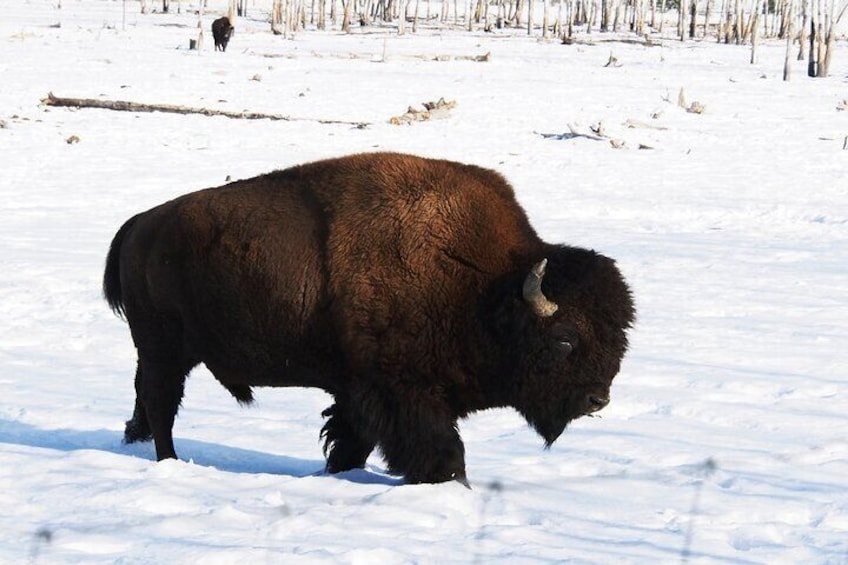 Bison