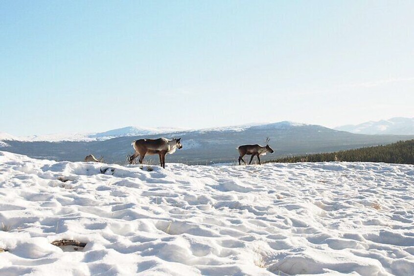 Caribou