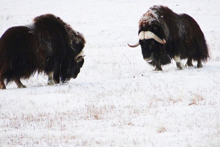 Muskox