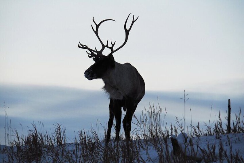 Caribou