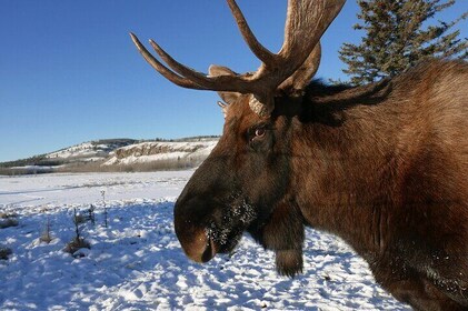Arctic Day: Yukon Wildlife Half Day Viewing Tour