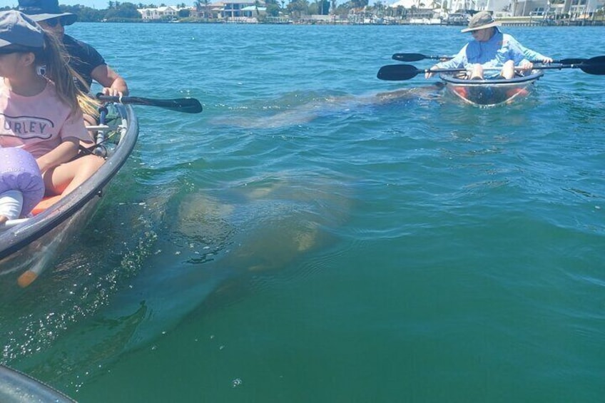 Clear Kayak Glass Bottom Day Tour - Anna Maria Island