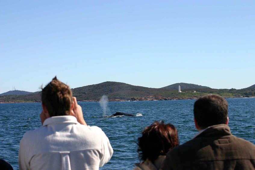 Picture 1 for Activity Port Stephens: 2.5-Hour Whale Watching & Outer Island Cruise