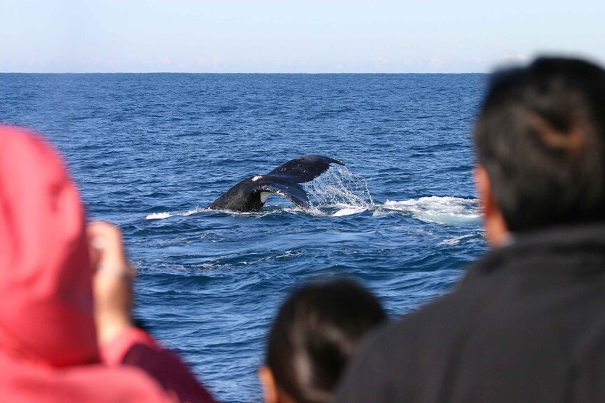 Picture 5 for Activity Port Stephens: 2.5-Hour Whale Watching & Outer Island Cruise