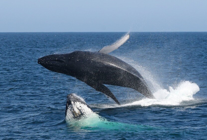 Picture 3 for Activity Port Stephens: 2.5-Hour Whale Watching & Outer Island Cruise