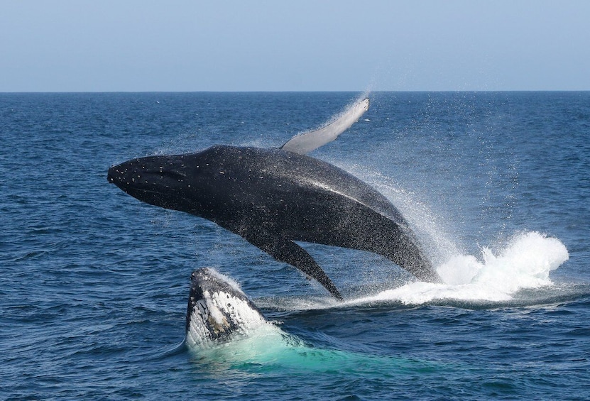 Picture 3 for Activity Port Stephens: 2.5-Hour Whale Watching & Outer Island Cruise